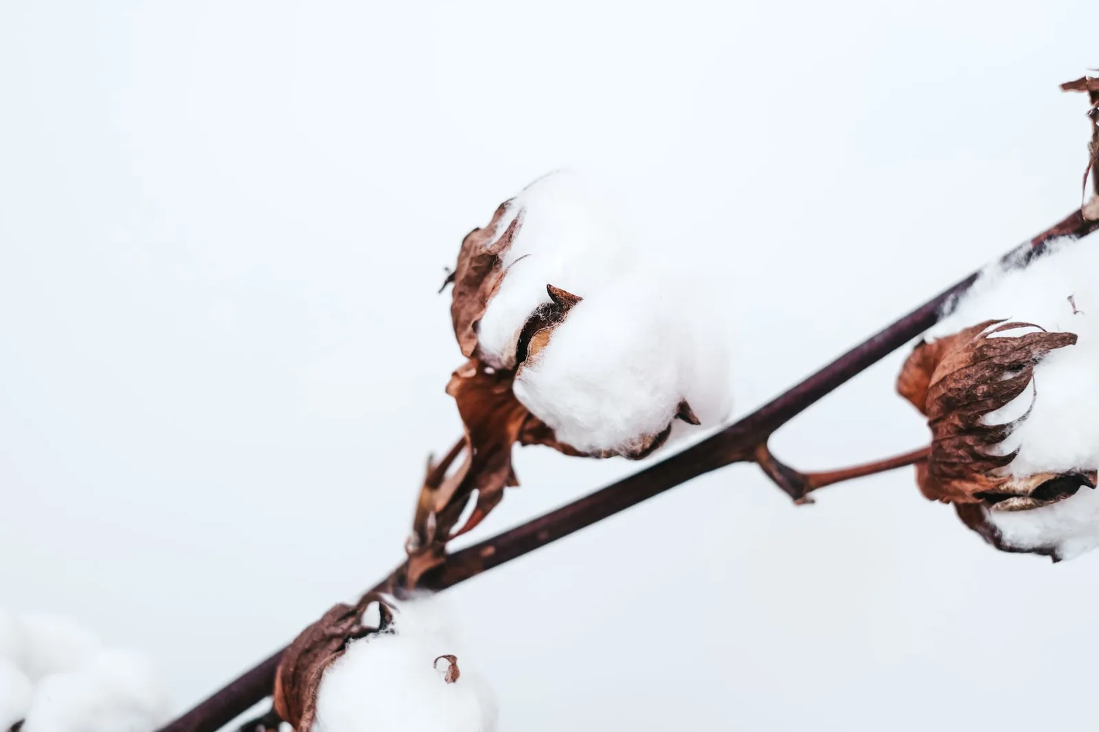 Raw cotton fiber showing its natural texture